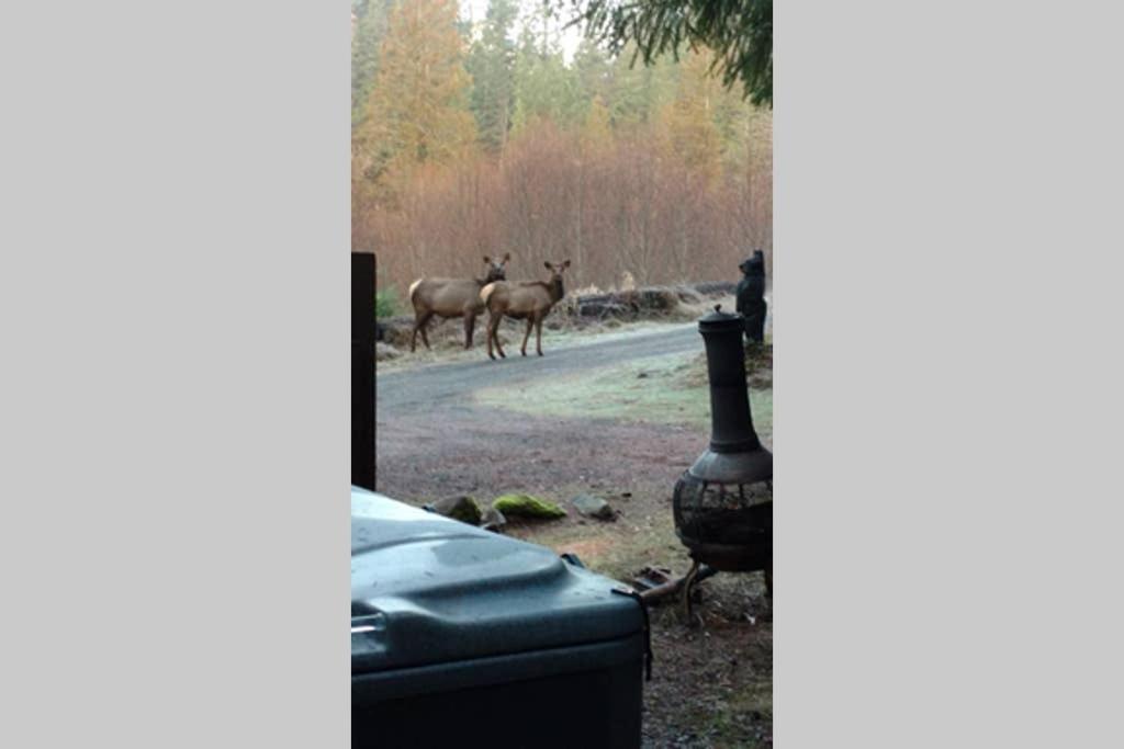 Hall Creek Cabin Packwood Dış mekan fotoğraf